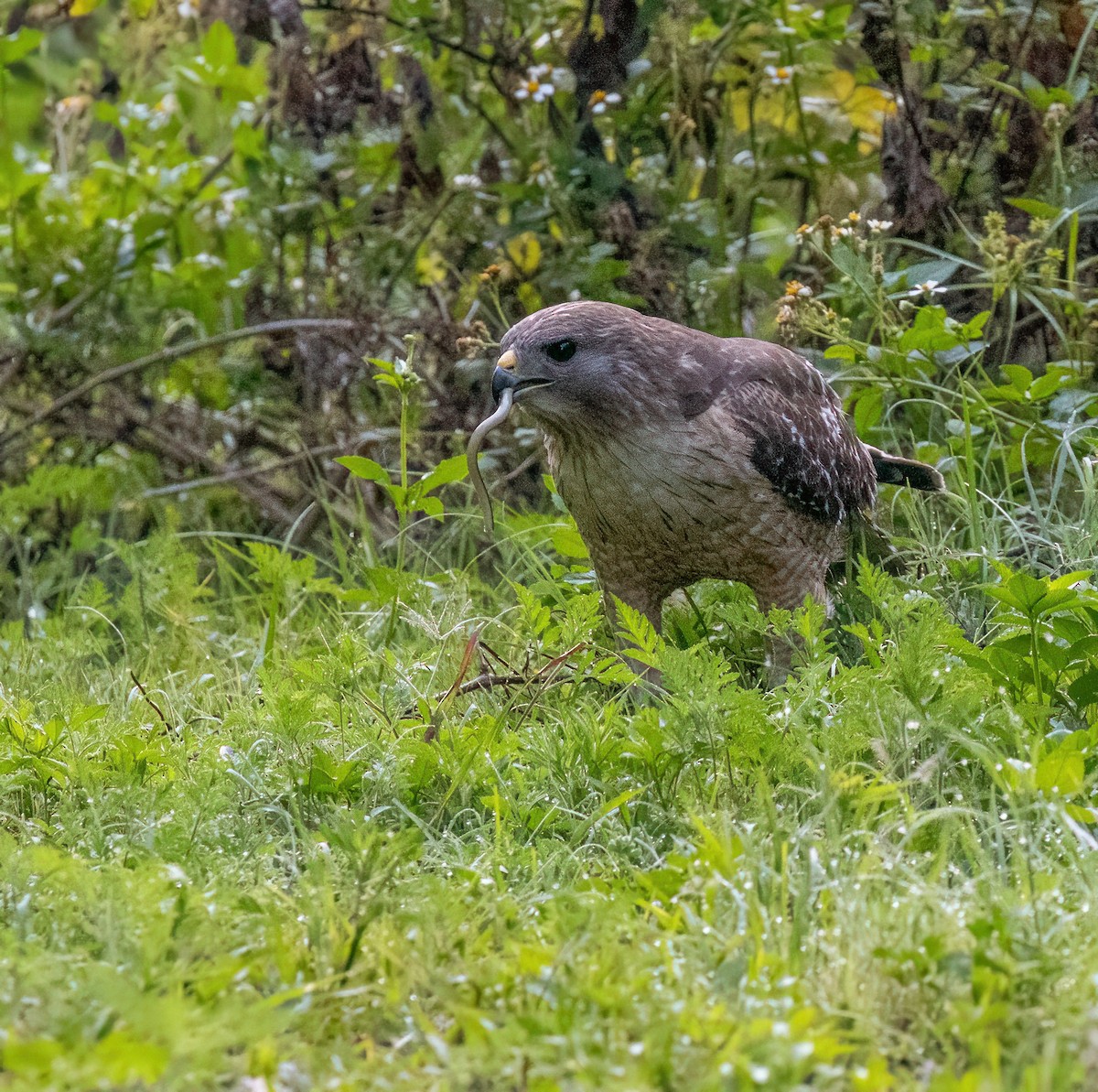 Red-shouldered Hawk - Araks Ohanyan