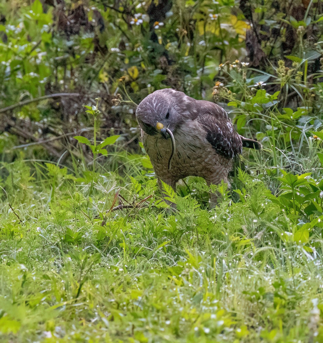 Red-shouldered Hawk - ML617734605