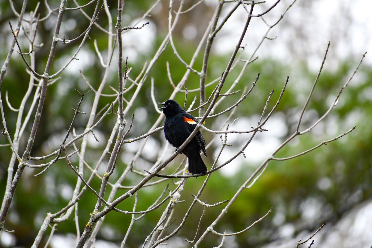 Red-winged Blackbird - ML617734661