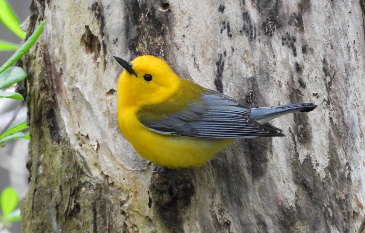 Prothonotary Warbler - John Dunn