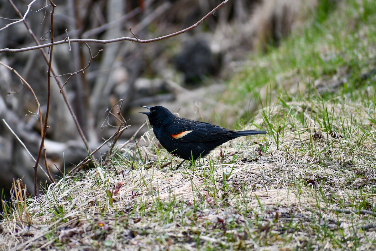 Red-winged Blackbird - ML617734663