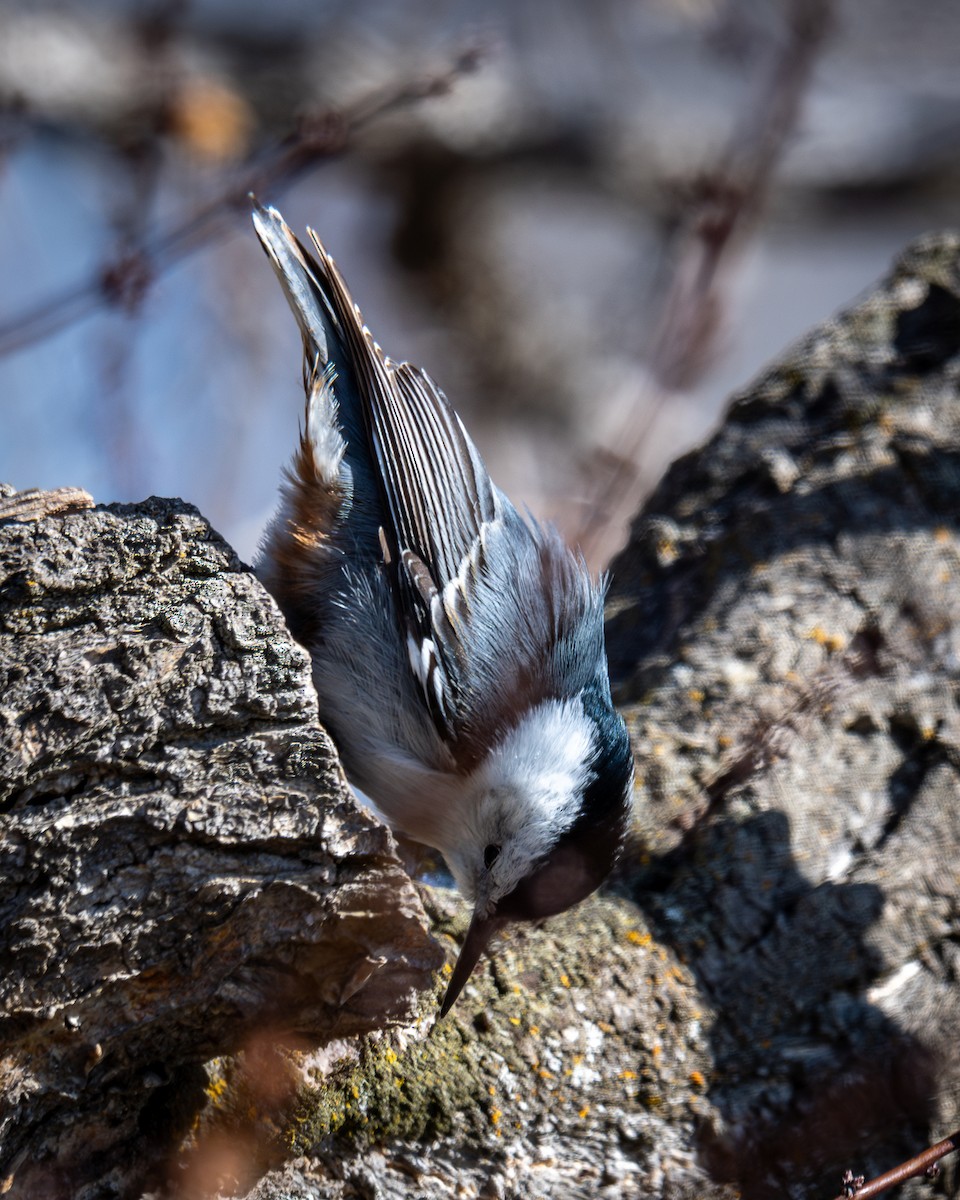 White-breasted Nuthatch - Kirk Miller