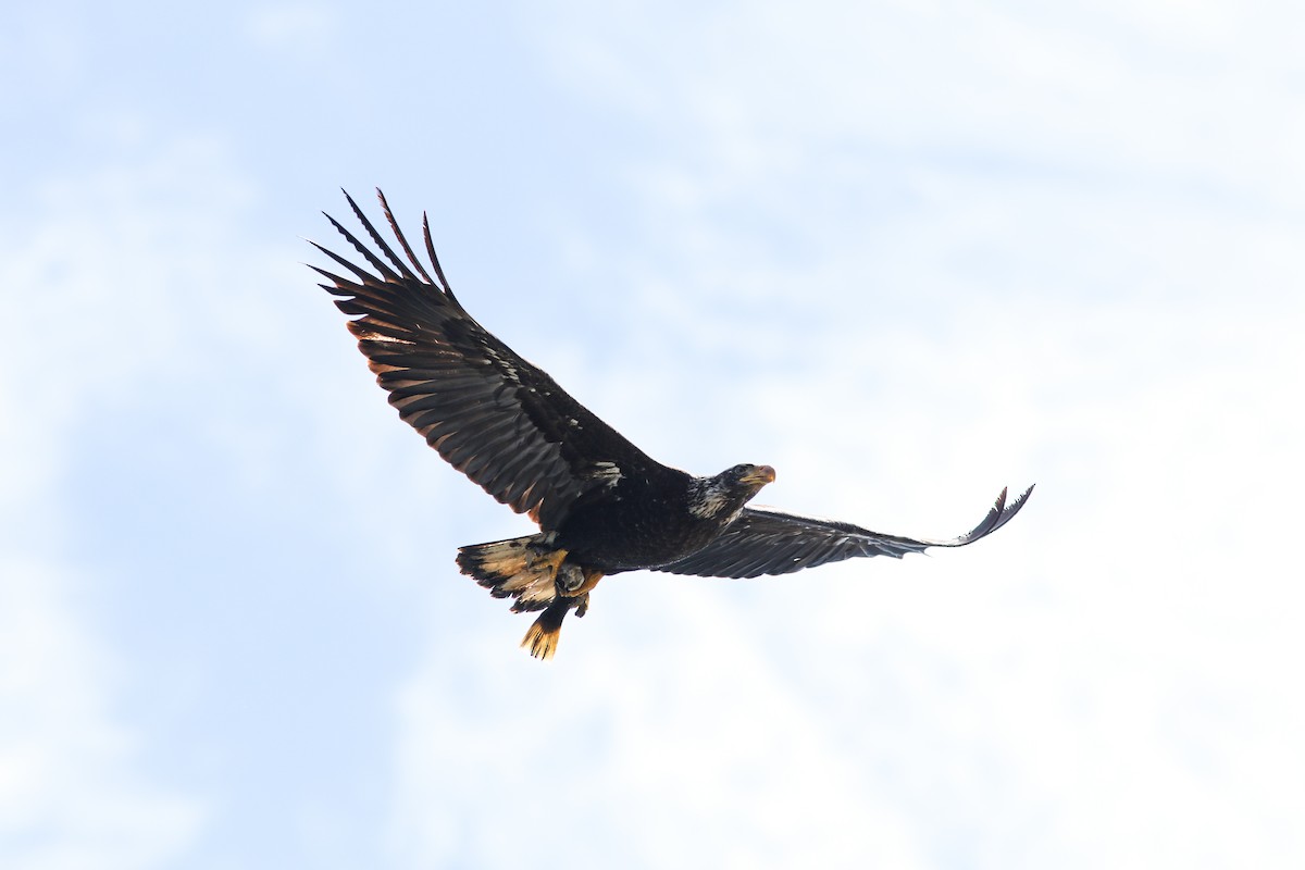 Bald Eagle - Hannah Toutonghi