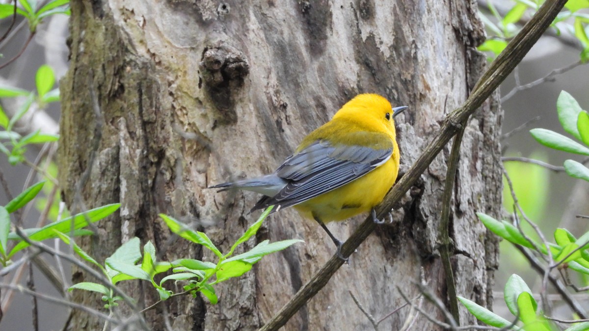 Prothonotary Warbler - ML617734760