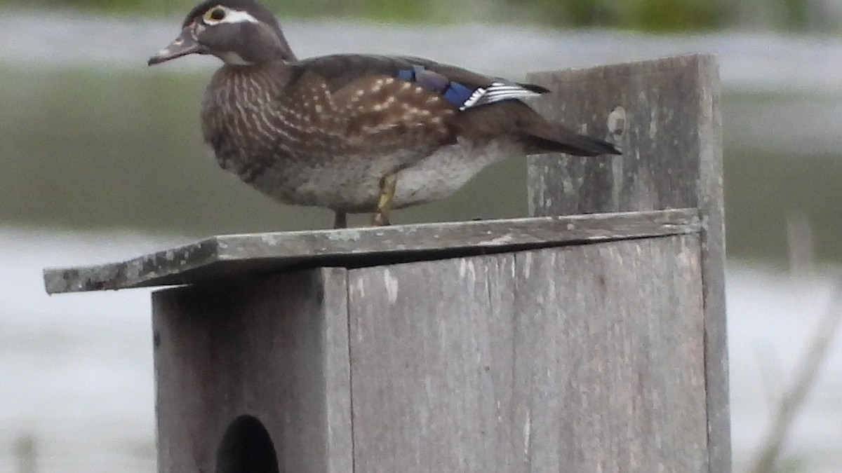 Wood Duck - John Dunn