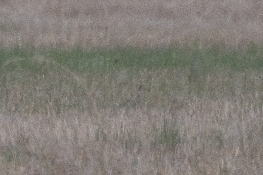 Upland Sandpiper - Aaron Sun