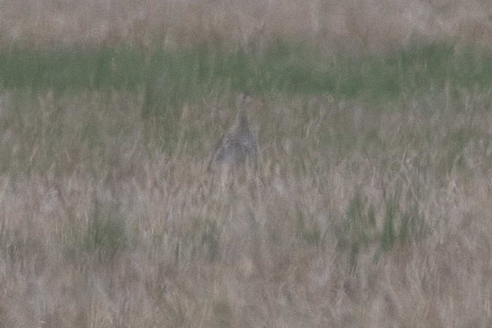 Upland Sandpiper - Aaron Sun