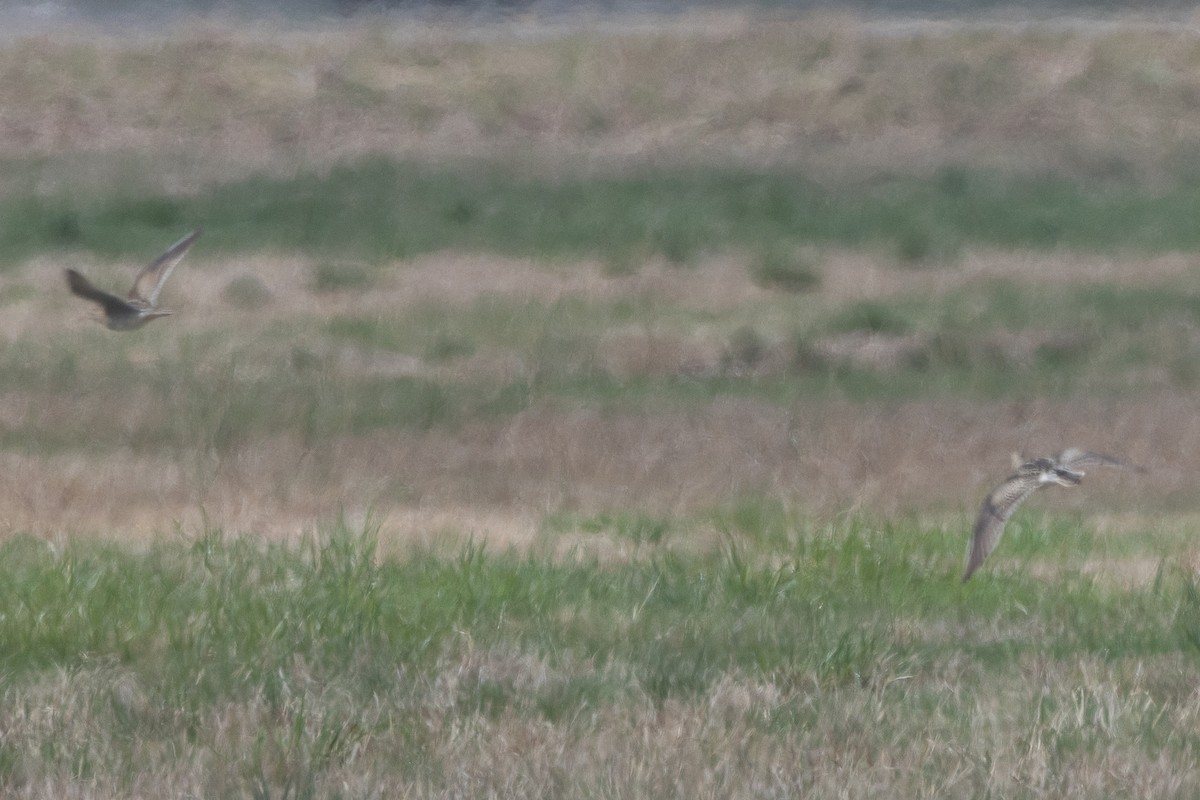 Upland Sandpiper - ML617734803