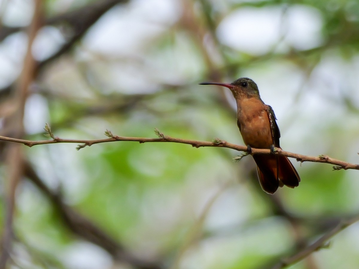 Cinnamon Hummingbird - ML617734824