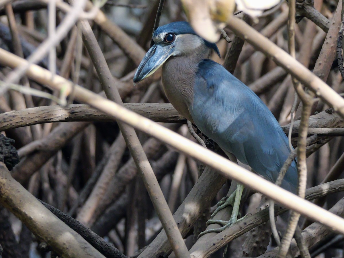 Boat-billed Heron - Henry Malec-Scott