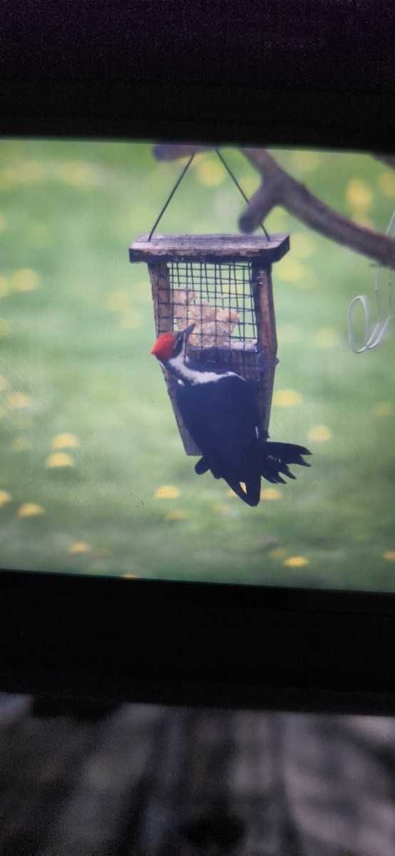 Pileated Woodpecker - Garrett Hoffmaster