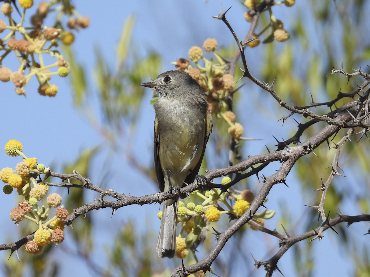 Dusky Flycatcher - ML617734908