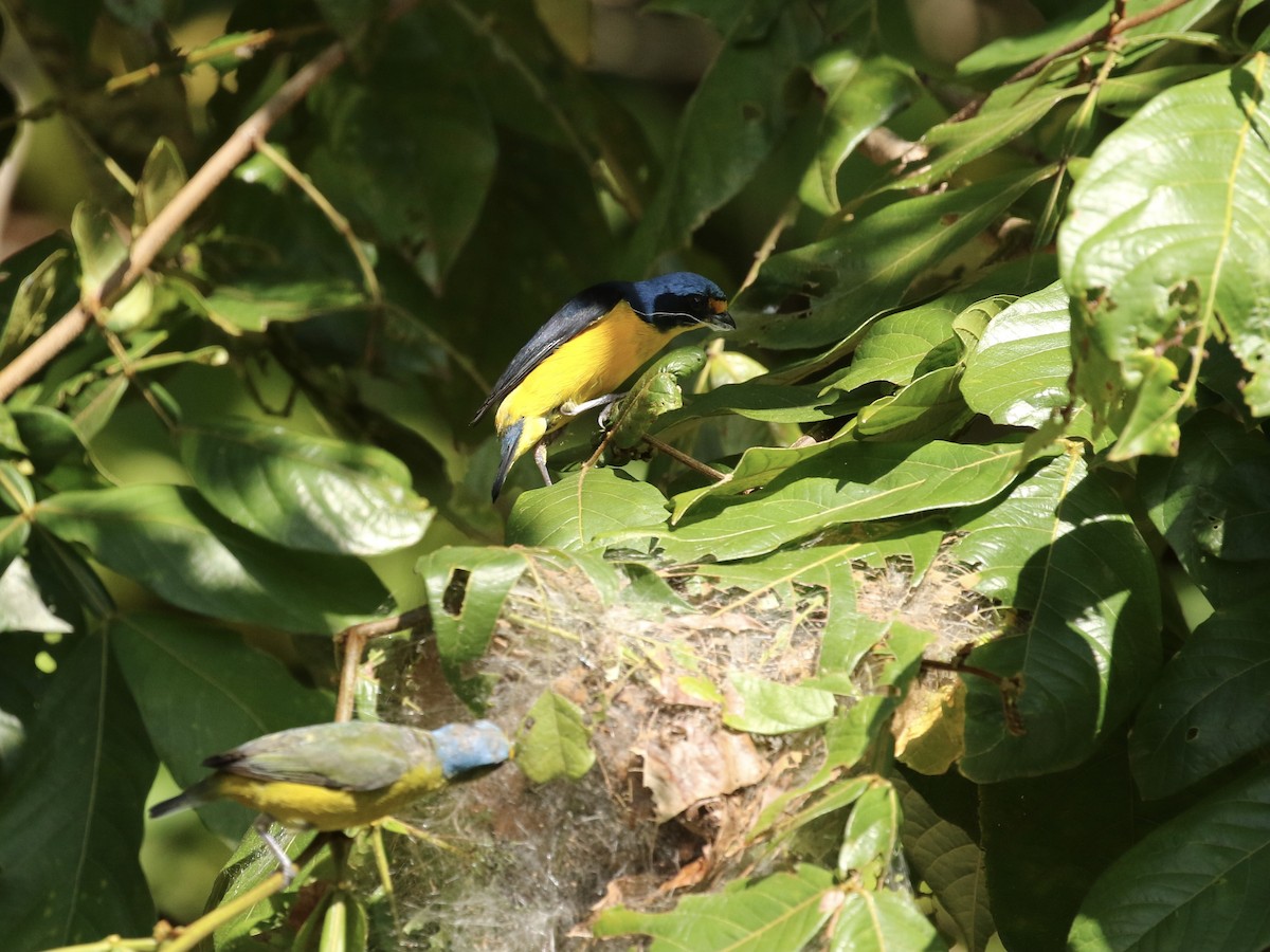 Puerto Rican Euphonia - ML617734921