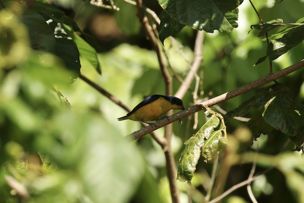 Puerto Rican Euphonia - ML617734922