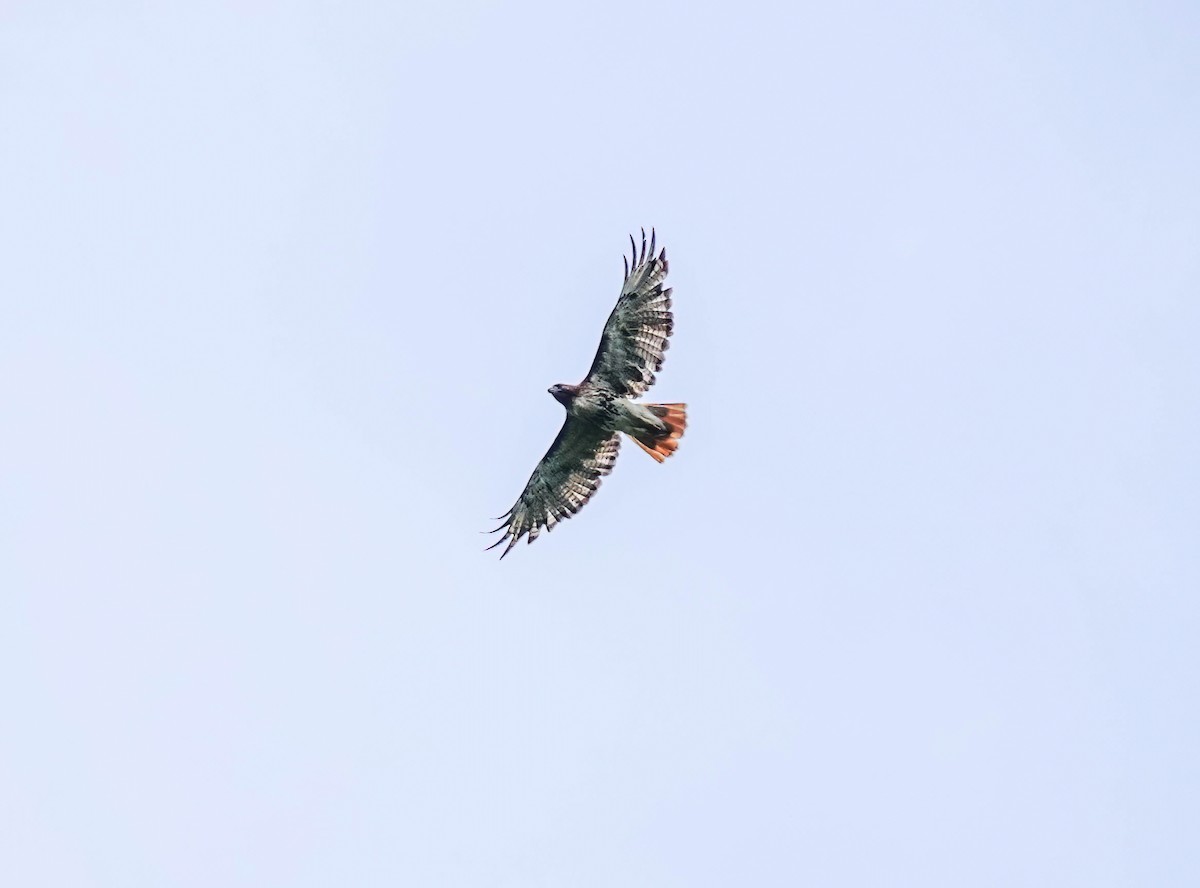 Red-tailed Hawk - Pam Vercellone-Smith