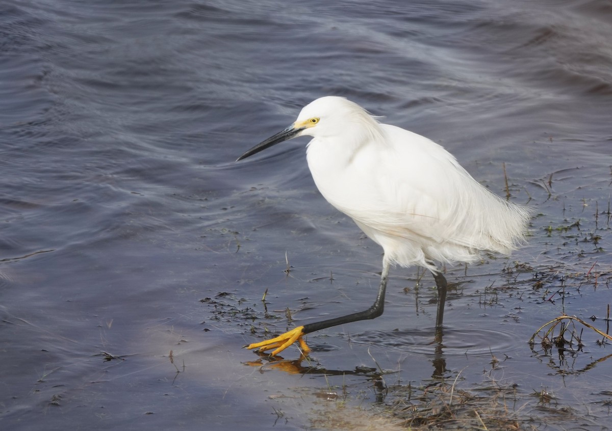 Snowy Egret - Laurent Jackman