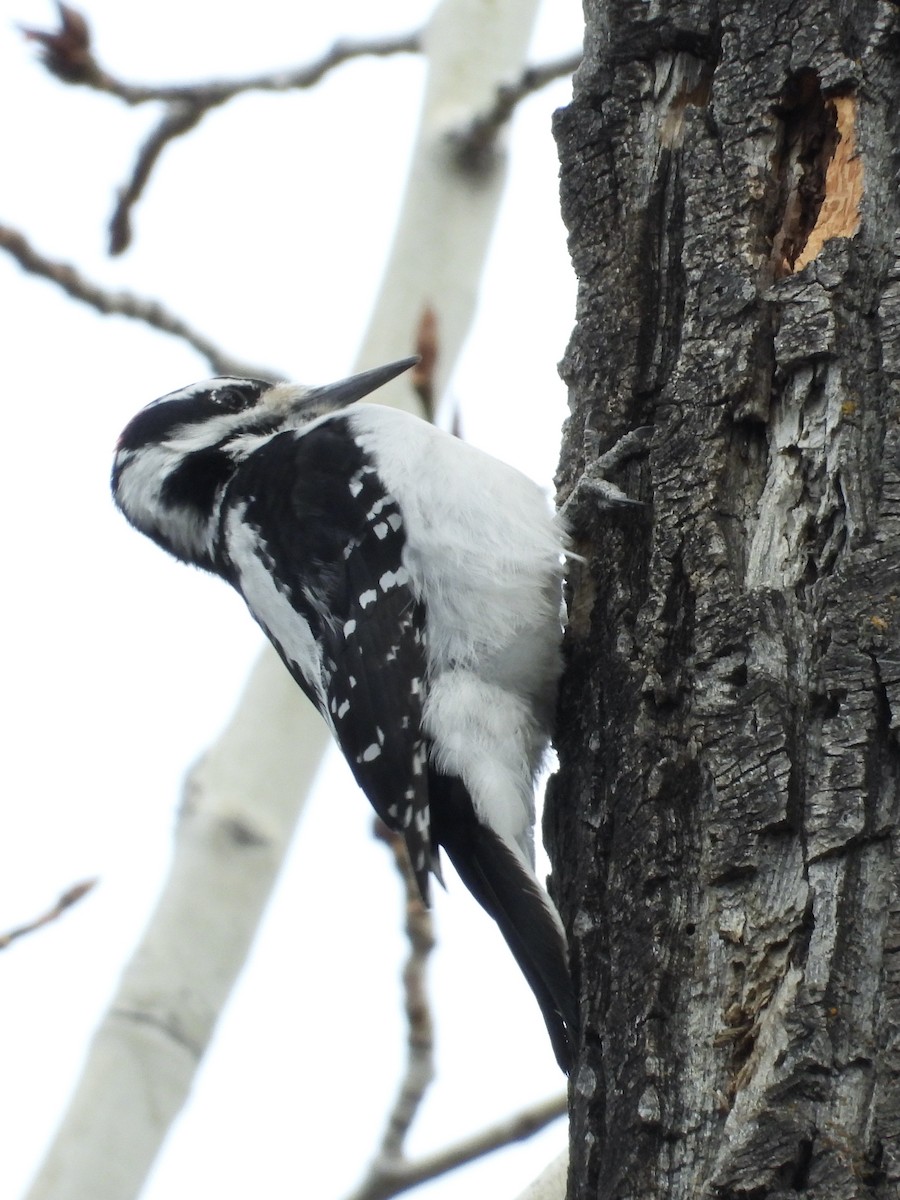 Hairy Woodpecker - Peter Smythe