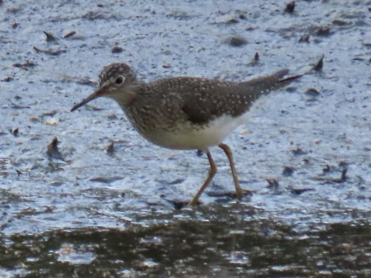 Solitary Sandpiper - ML617734995