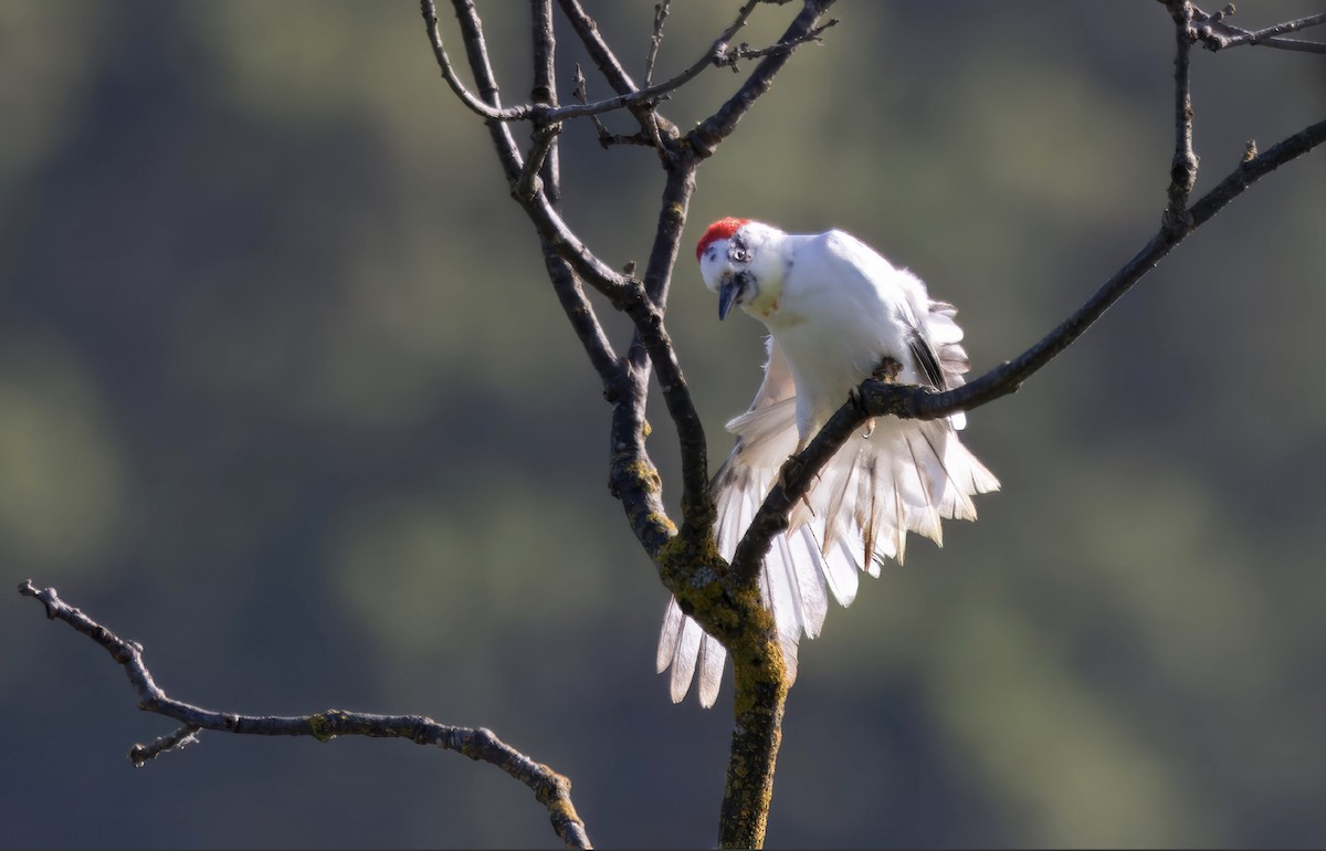 Acorn Woodpecker - ML617735043