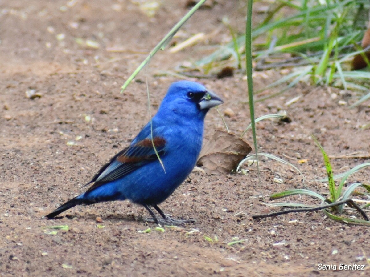 Blue Grosbeak - ML617735068