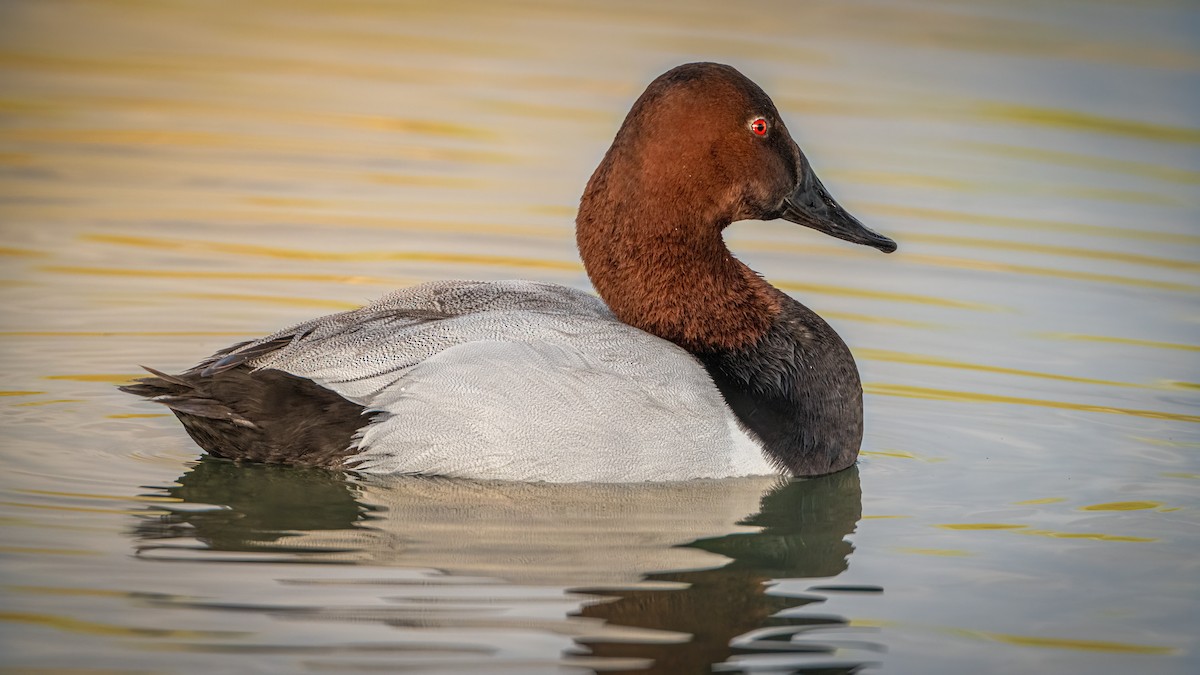 Canvasback - Michael McGovern