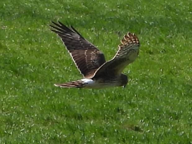 Northern Harrier - ML617735100