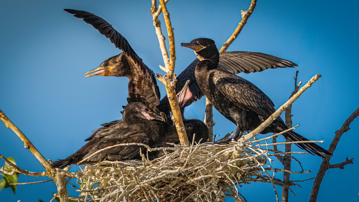 Neotropic Cormorant - Michael McGovern