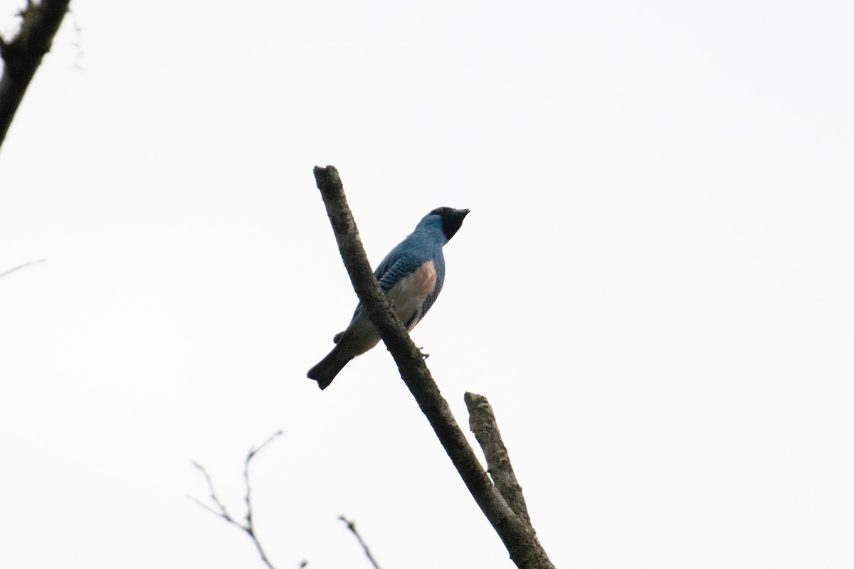 Swallow Tanager - John C. Mittermeier