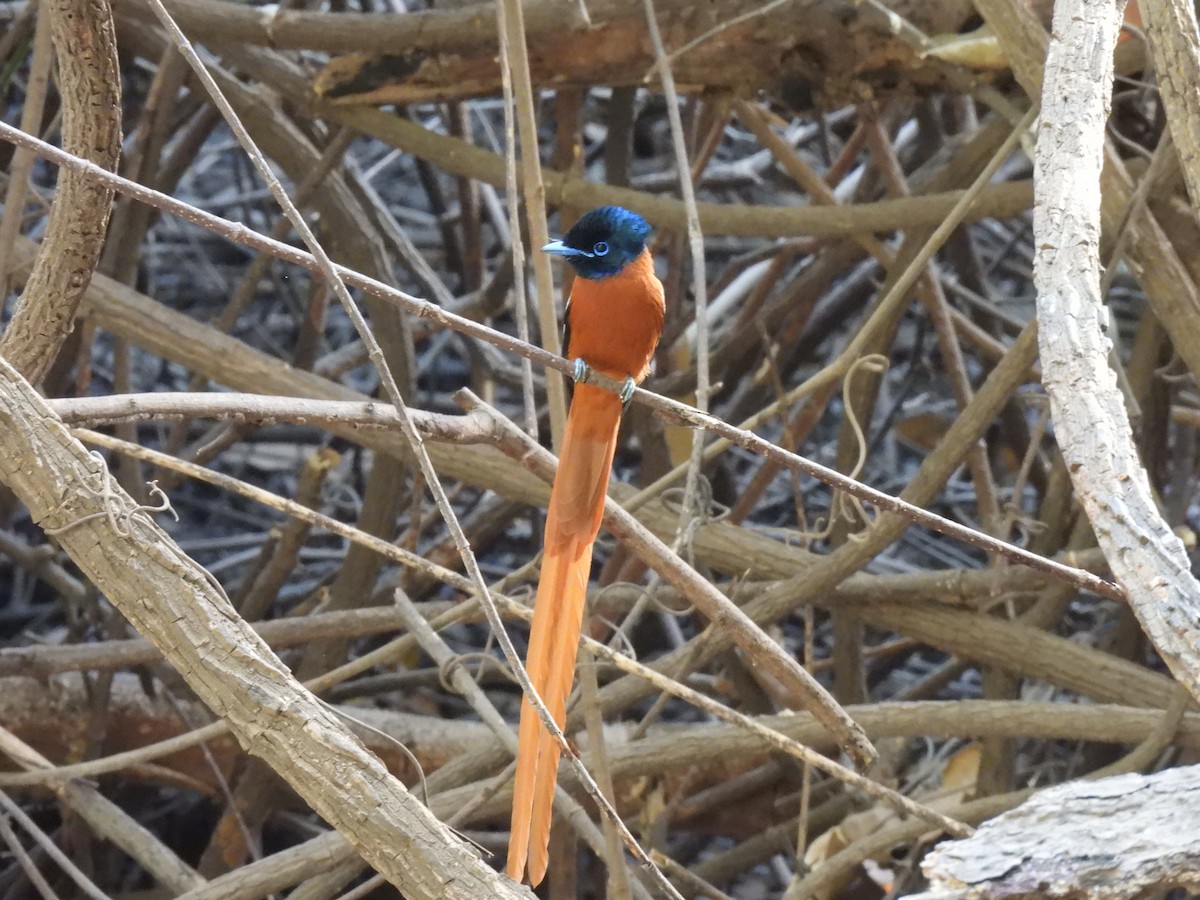 Black-headed Paradise-Flycatcher - ML617735117