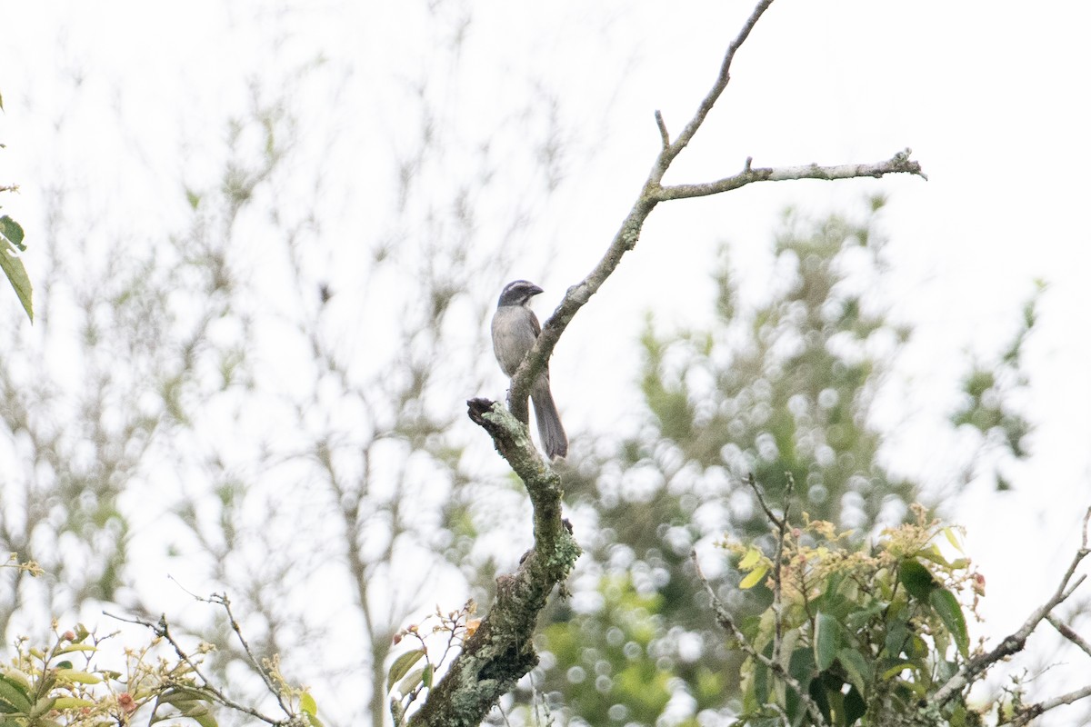 Green-winged Saltator - John C. Mittermeier