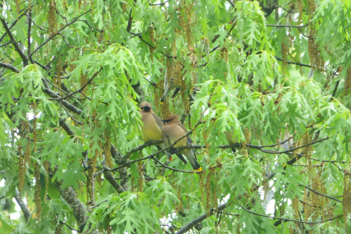 Cedar Waxwing - ML617735150