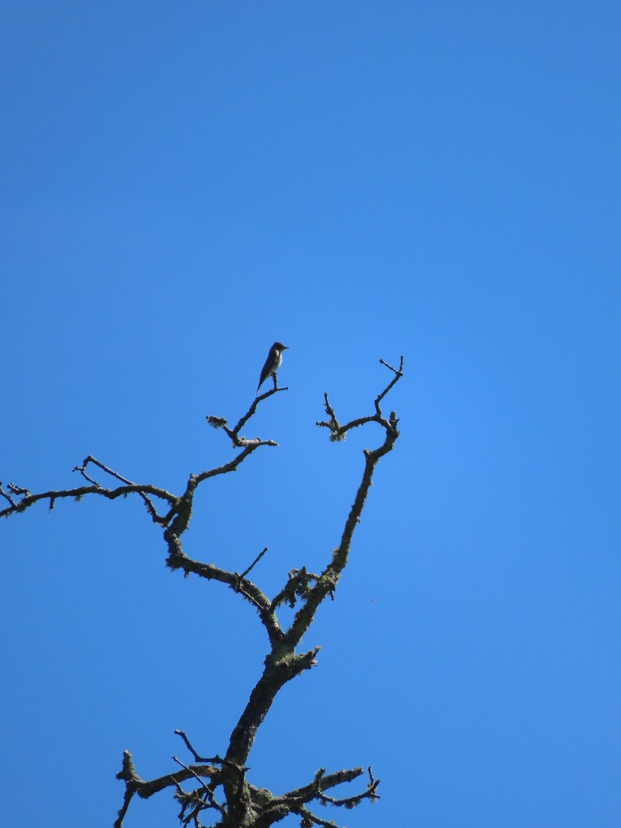 Olive-sided Flycatcher - ML617735170