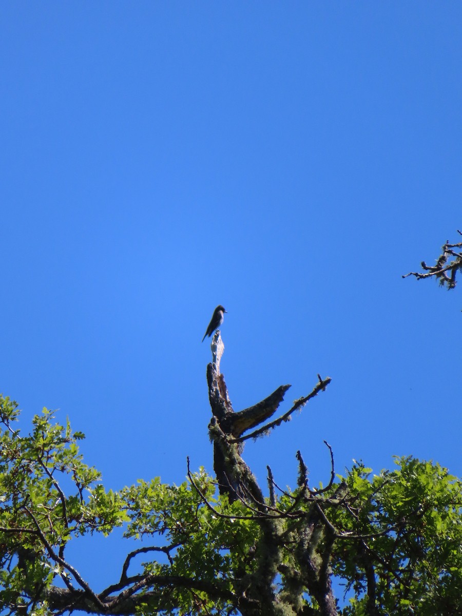 Olive-sided Flycatcher - ML617735171