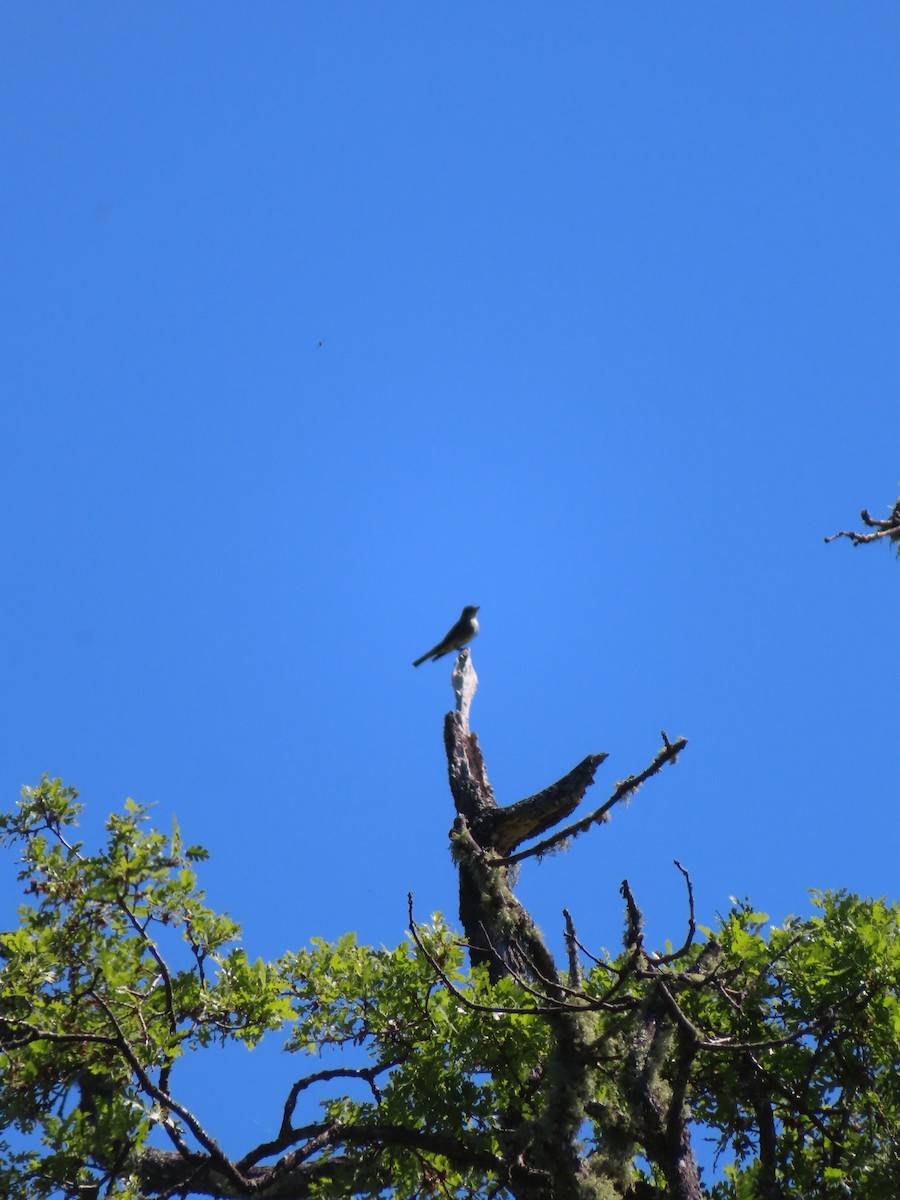 Olive-sided Flycatcher - ML617735172