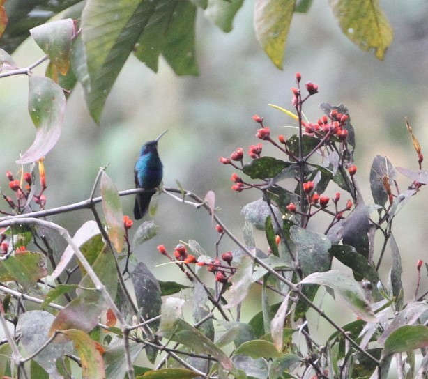 kolibřík modrolící - ML617735176