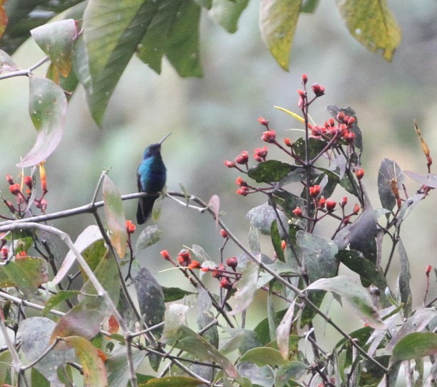 Colibrí Rutilante - ML617735176