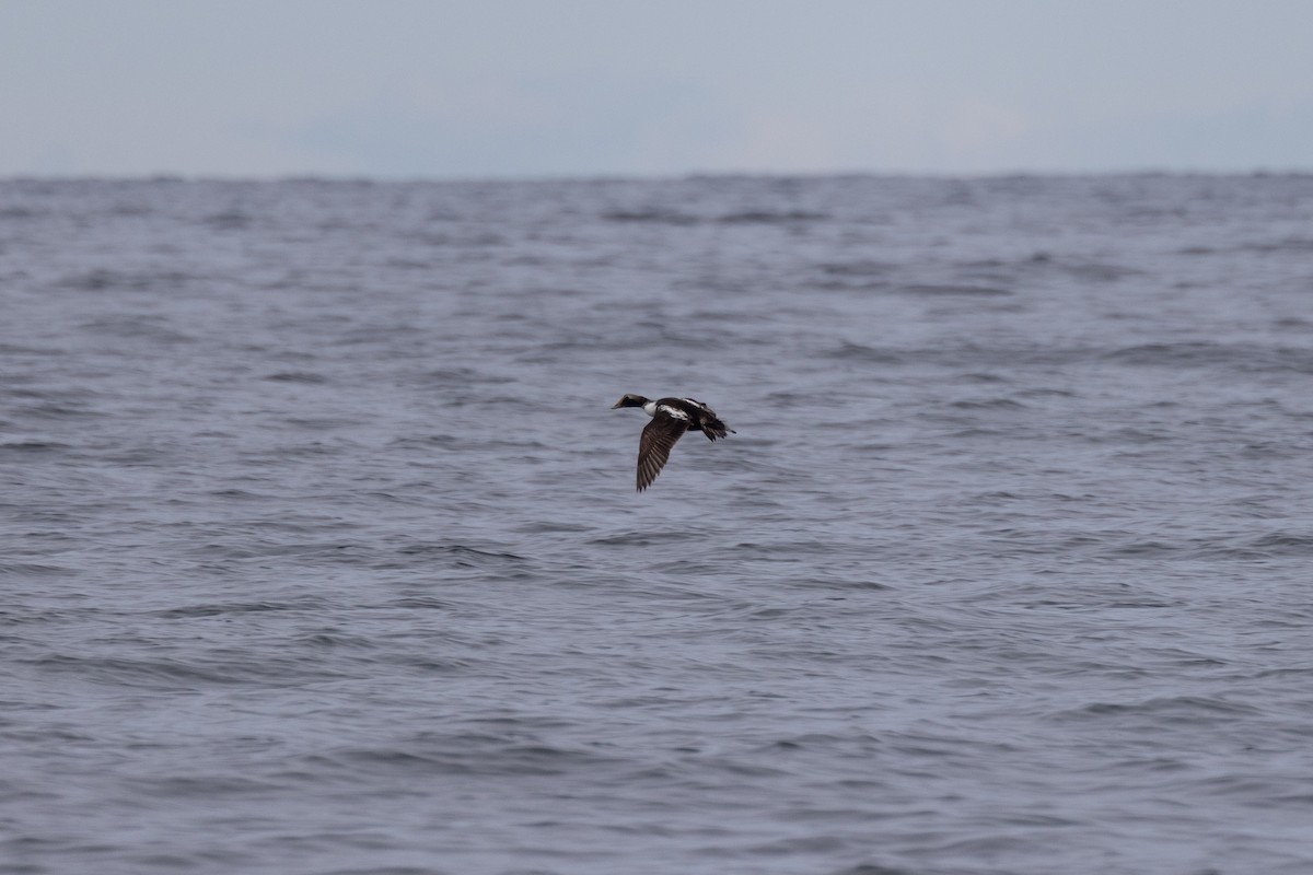 Common Eider - Andy Wilson