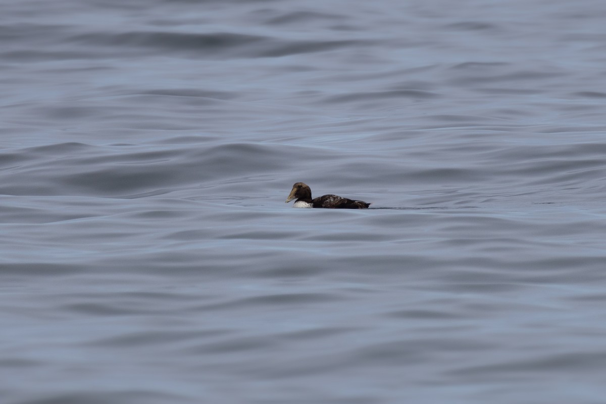 Common Eider - Andy Wilson