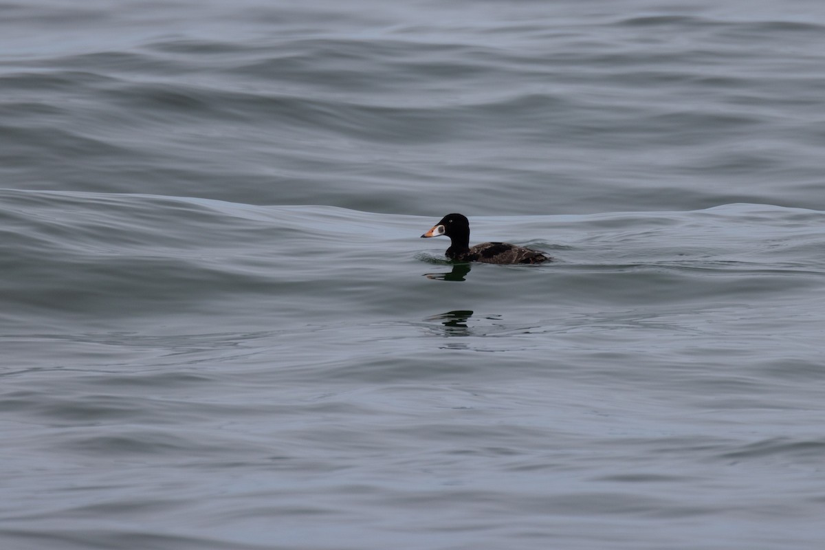 Surf Scoter - Andy Wilson