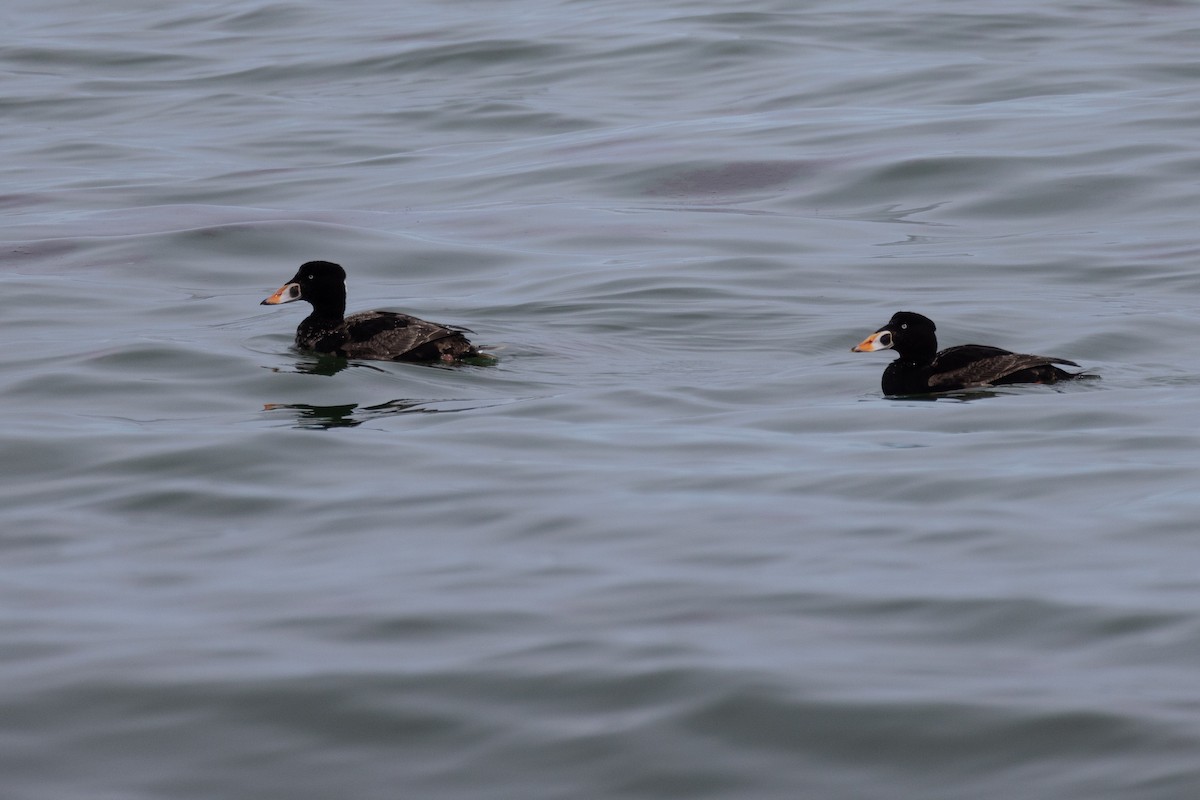 Surf Scoter - Andy Wilson