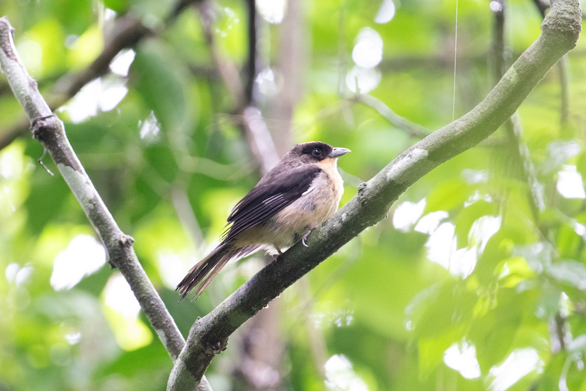 Black-goggled Tanager - John C. Mittermeier