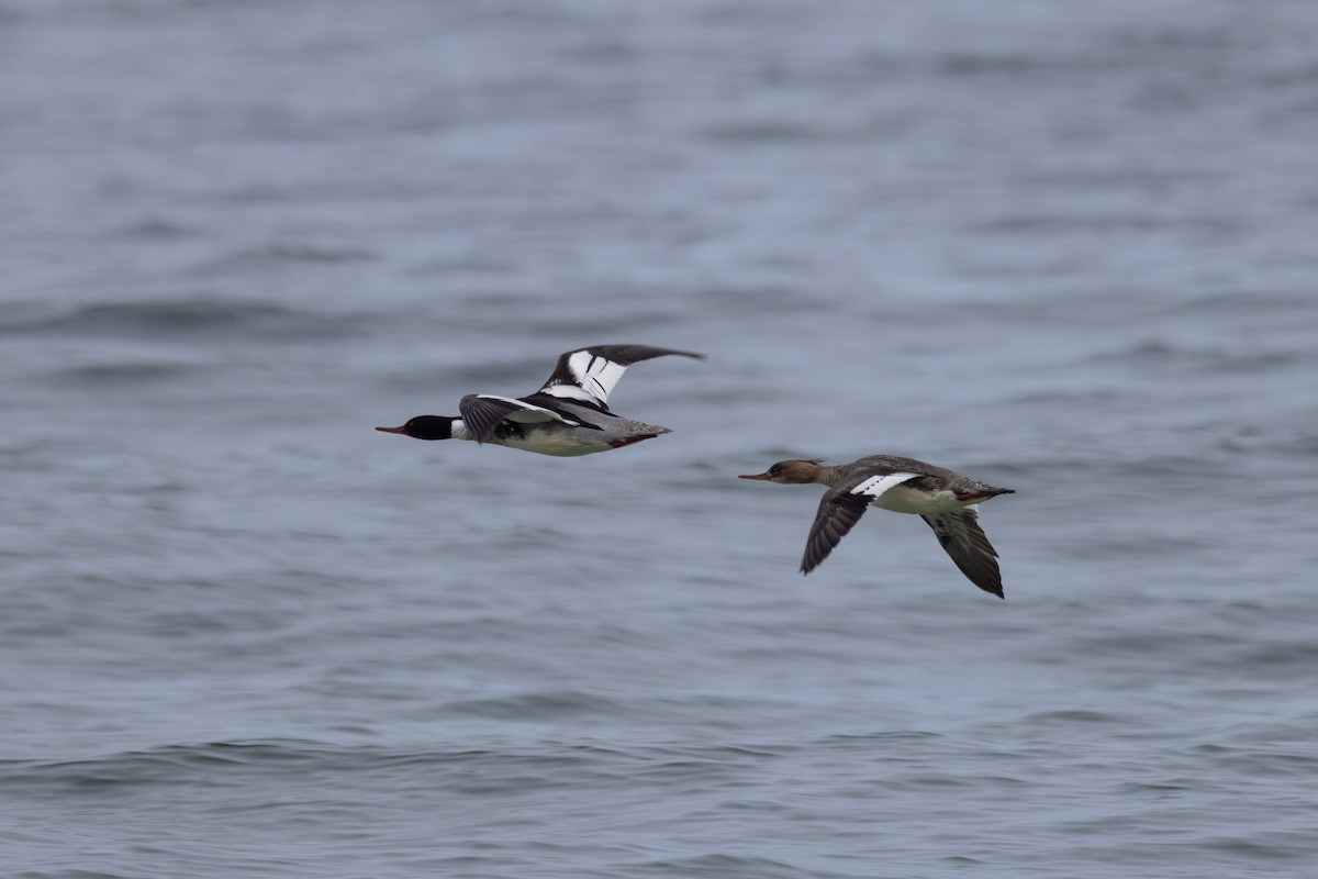 Red-breasted Merganser - Andy Wilson