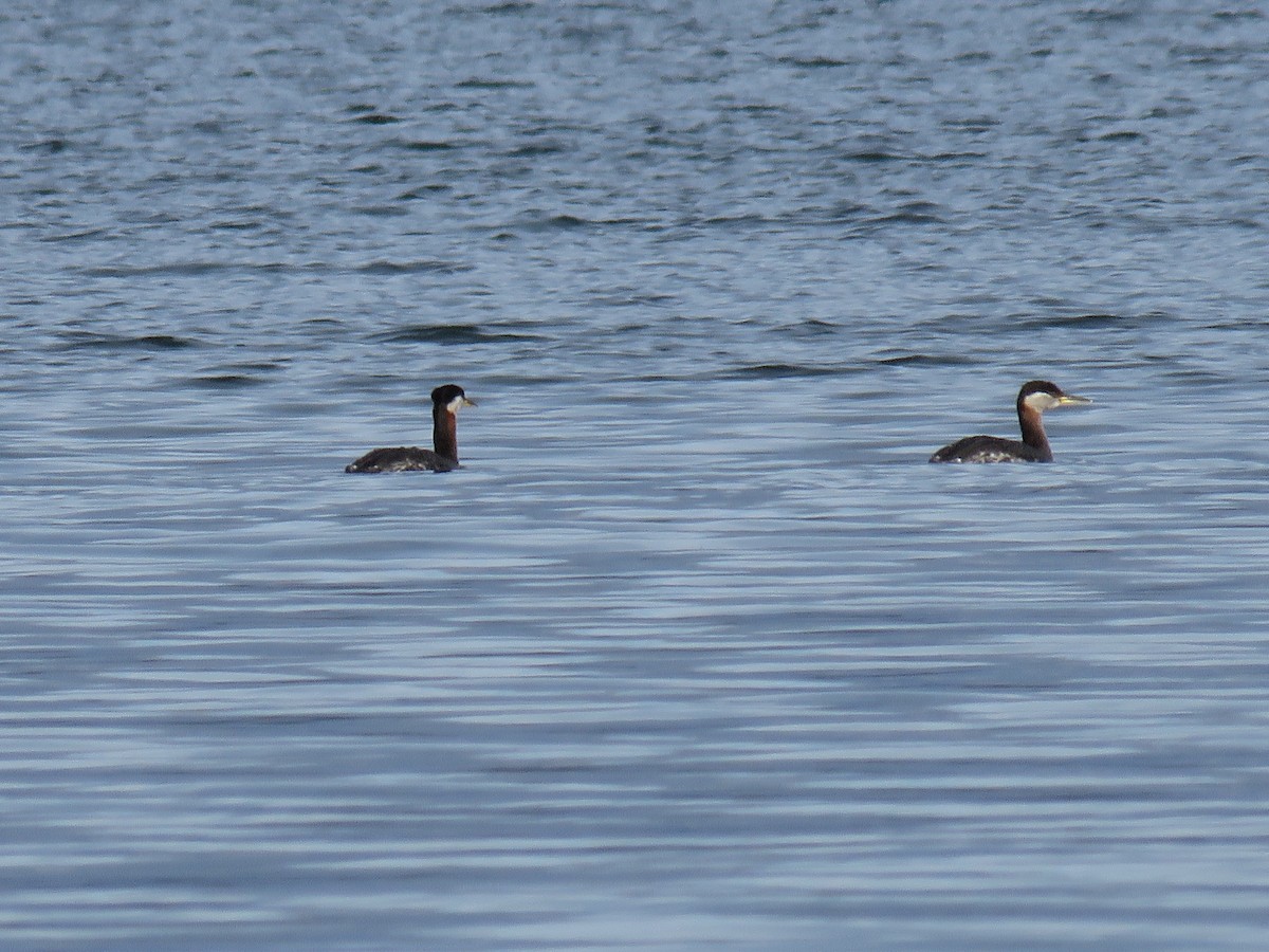Red-necked Grebe - ML617735228