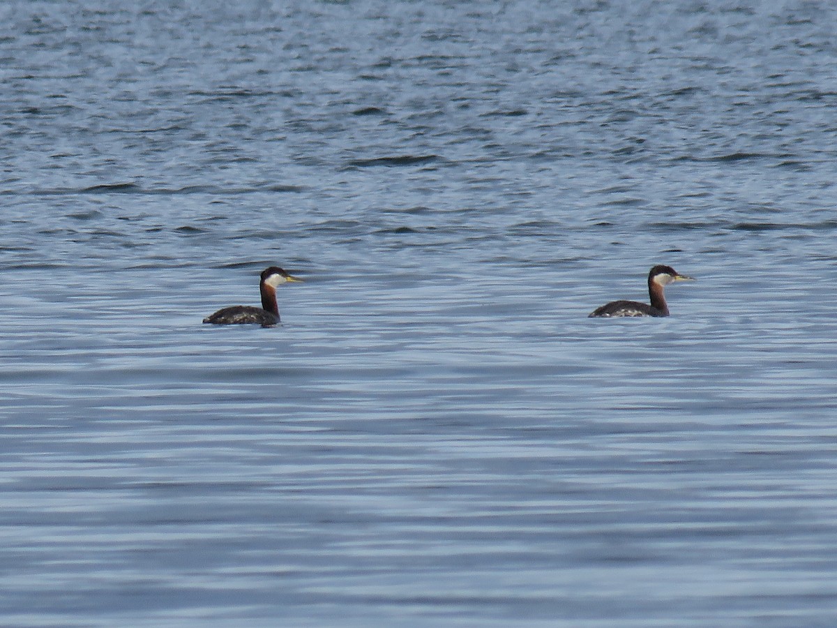 Red-necked Grebe - ML617735229