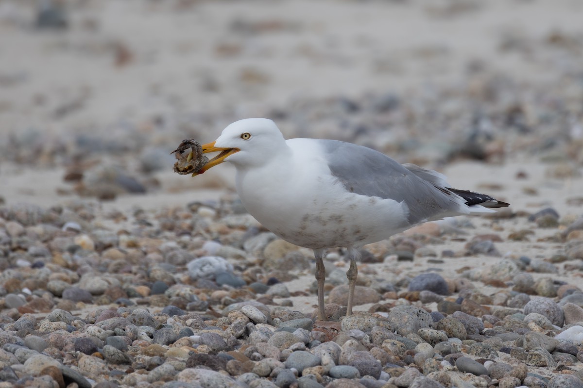 Herring Gull - Andy Wilson