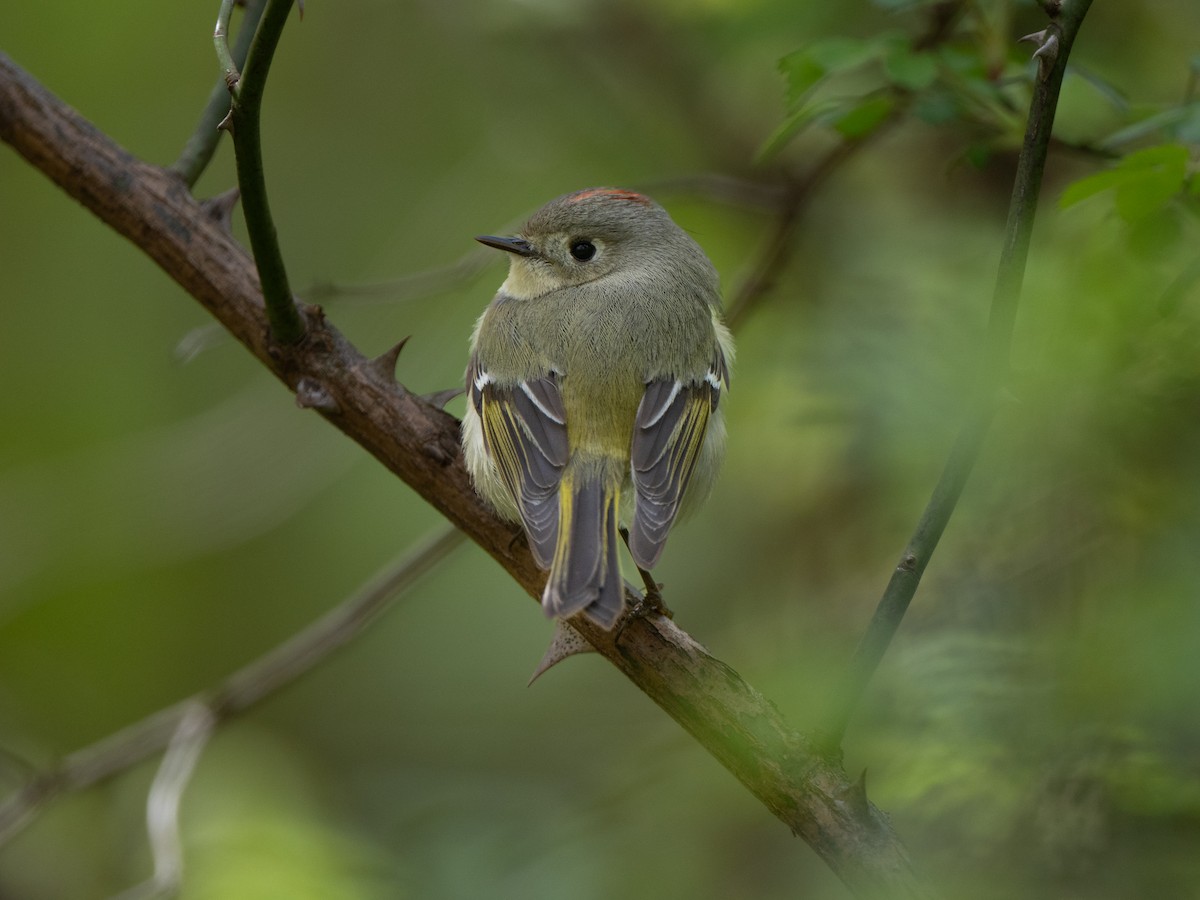 Ruby-crowned Kinglet - ML617735252