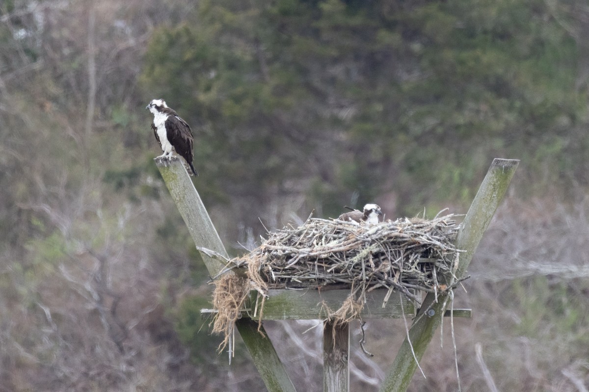 Osprey - Andy Wilson