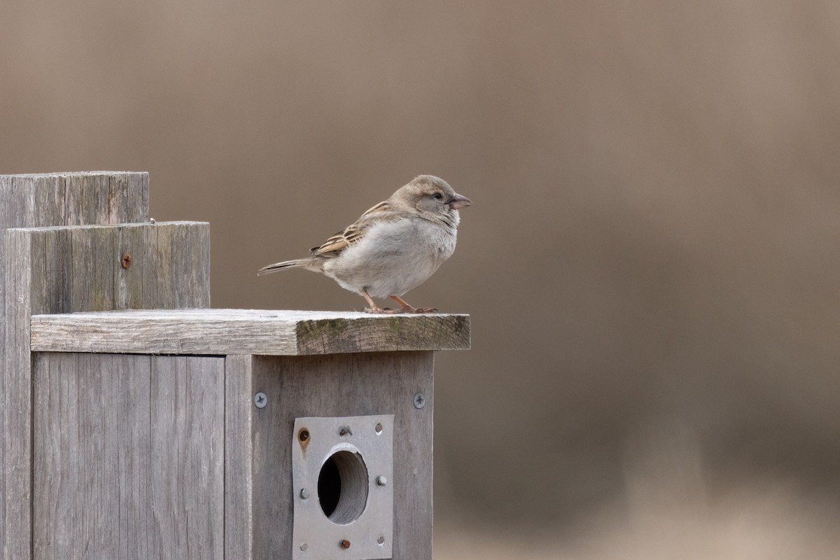 Moineau domestique - ML617735281