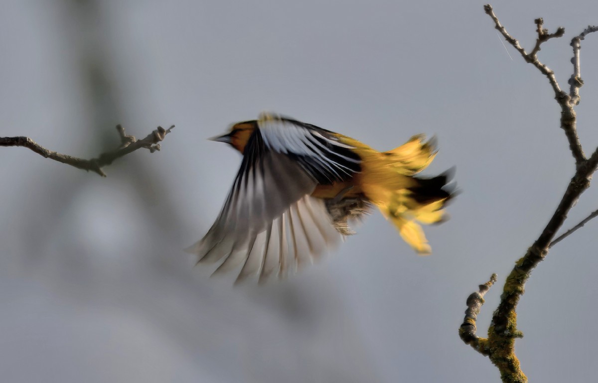 Bullock's Oriole - Loni Ye