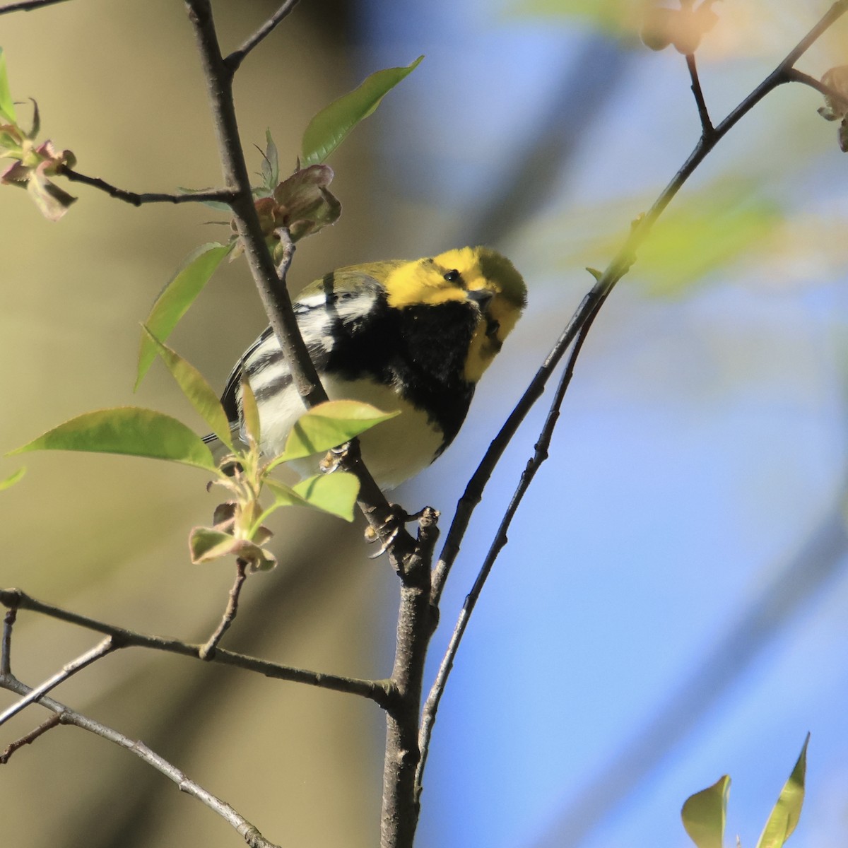 Black-throated Green Warbler - Dan Mendenhall